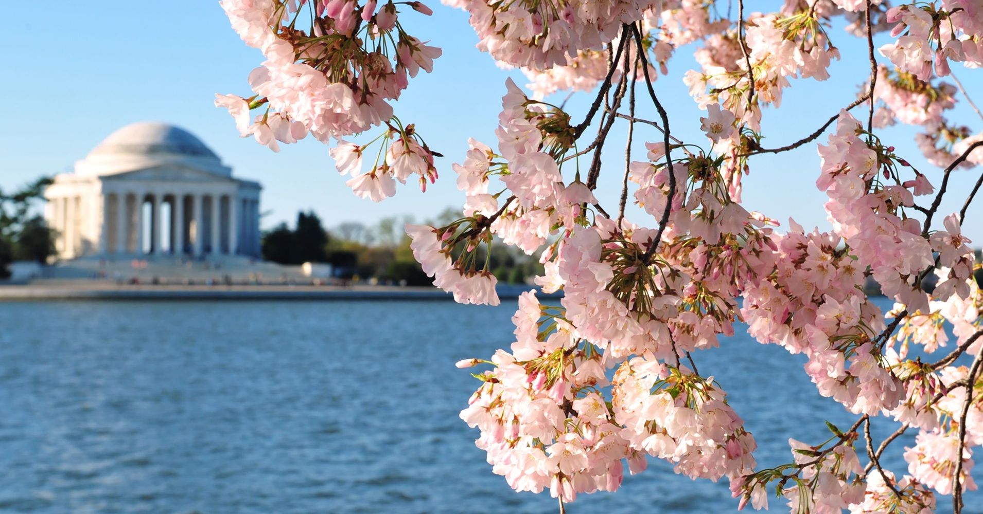 Freakishly Warm February Could Ring In Earliest Cherry Blossom Peak ...