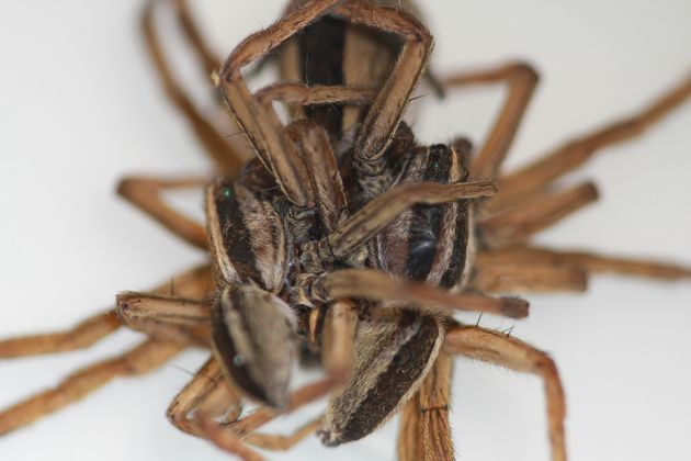 Wolf Spiders Have Threesomes To Reduce The Risk Of Being