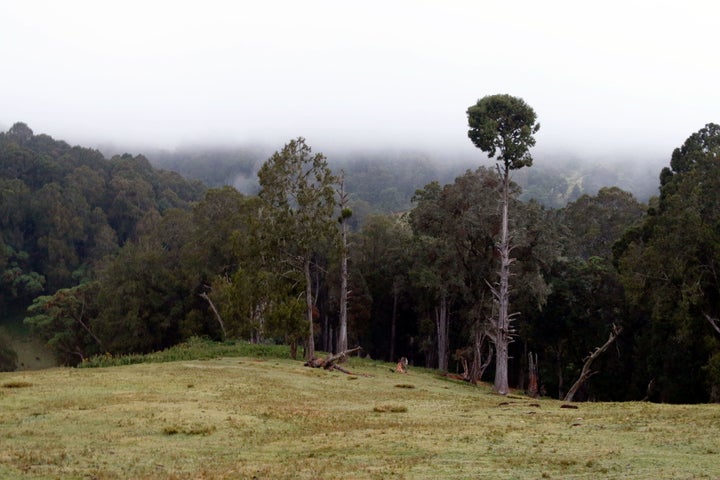 Embobut Forest in western Kenya has become a flashpoint in the national debate about indigenous peoples' land rights and the trouble that can ensue when those come into conflict with a country's strategy for fighting climate change.