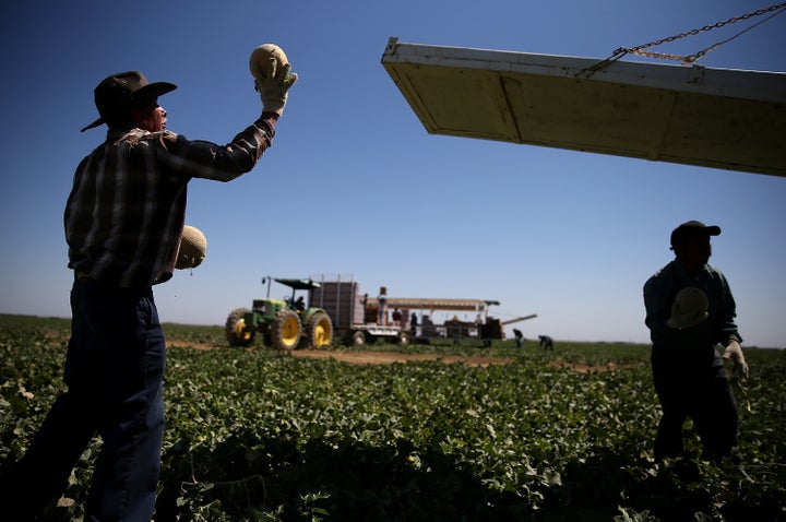 A worker harvests cantaloupes on a farm near Firebaugh, California. Central Valley provides much of the nation's fresh produce, but many residents can't afford to buy these foods.