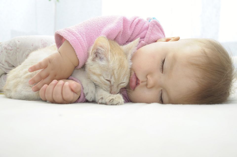 These Baby Pics Confirm Animals Are The Absolute Cutest Nap Buddies |  HuffPost Life