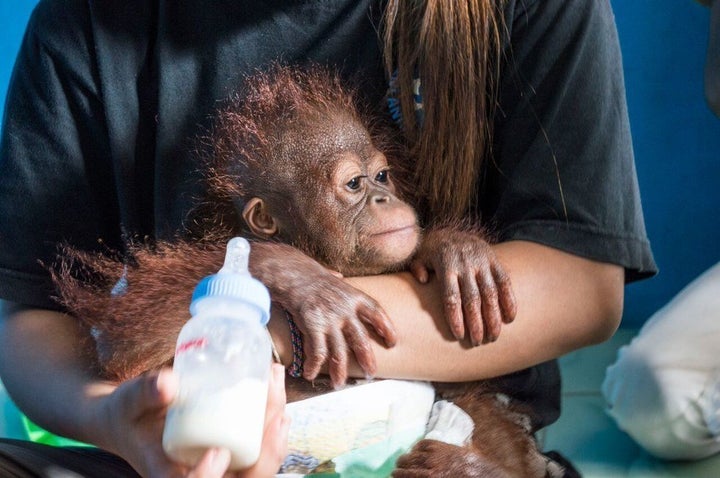 Vena is seen with an animal rescuer. Orangutans have the longest childhood dependence on the mother of any animal in the world, according to the Orangutan Conservancy. Infant orangutans nurse until they are about 6 to 8 years old.