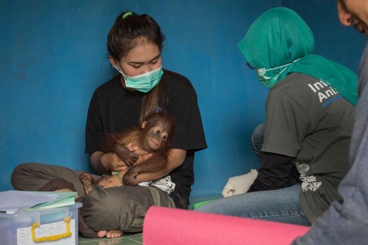 IAR said it rescued Vena from the village of Air Hitam Besar in Kalimantan.