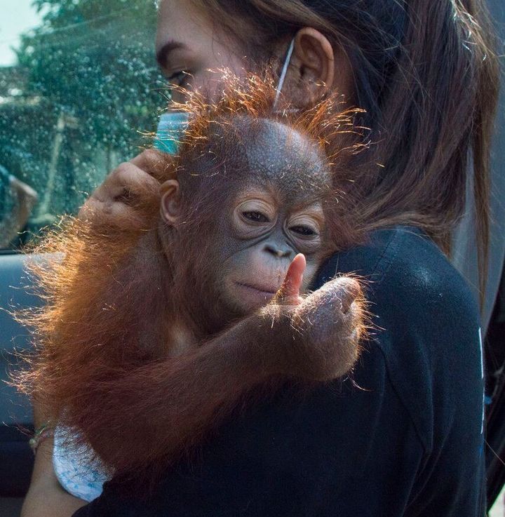 Vena the orangutan offered what resembled a "thumbs up" gesture as she was taken away by an animal rescuer last month in Kalimantan. 