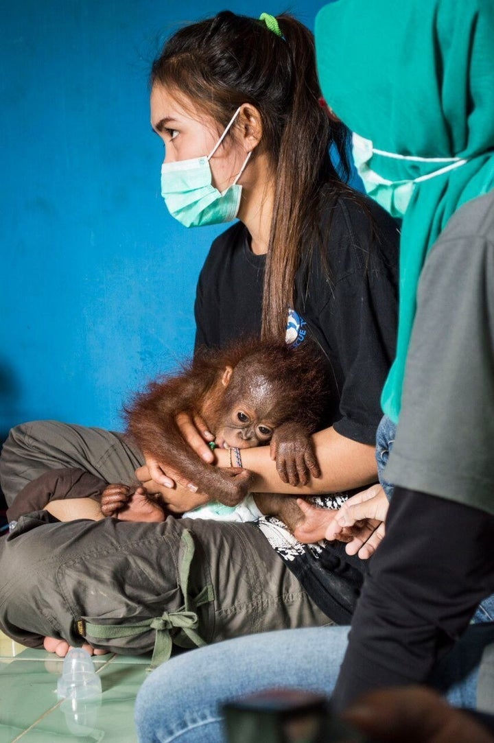 Vena is currently undergoing medical care at an IAR center in Kalimantan. After a period of quarantine, she will be introduced to a rehabilitation facility.