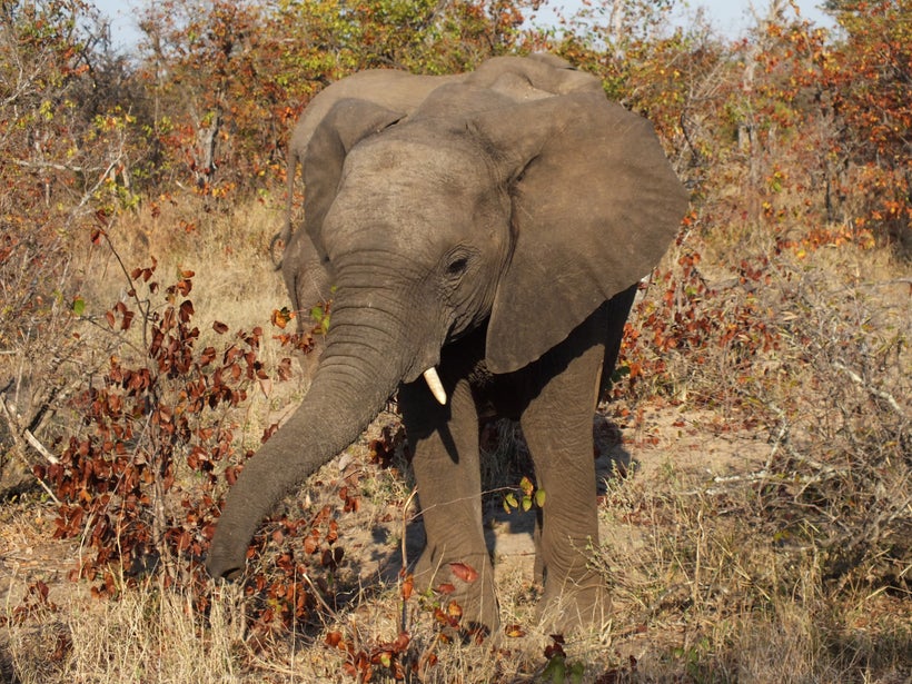 Elephants are among the threatened species groups most affected by climate change