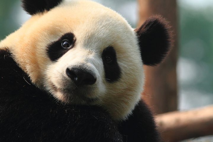 Americans and people all over the world celebrated the moment giant pandas were downgraded from ‘Endangered’ to ‘Vulnerable.’
