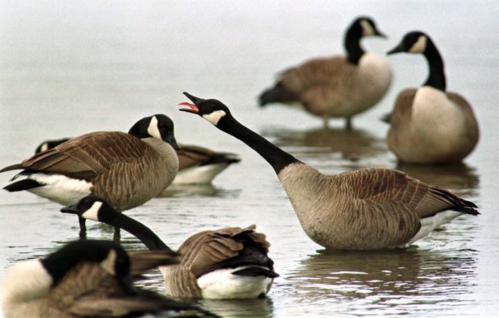 A gaggle of Canadian Geese enjoy the open Lake Erie water near the US and Canadian border February 16. There is no ice in sight on this Great Lake which is usually frozen during the month of February. It is only the second time that the lake has not frozen-over since records began 50 years ago.