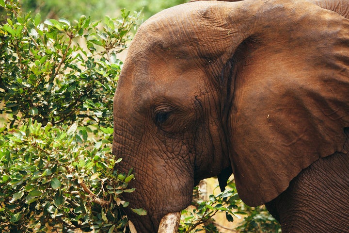 In 1988, African elephants became the first species to benefit from the Multinational Species Conservation Funds.