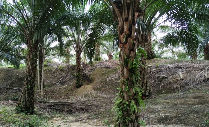 Oil Palm Plantation in Malaysia