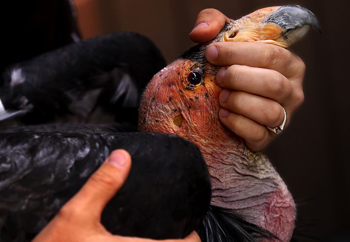 An L.A. Zoo condor keeper handles California condor No. 462 on Oct. 30, 2013. The female bird was being treated for lead poisoning. Zoo officials believe it was sickened after ingesting carrion contaminated by lead fragments from a hunter's ammunition.