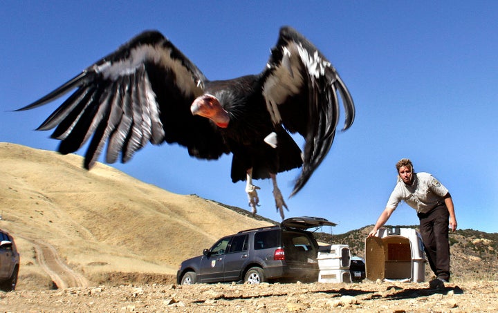 A female condor takes to the sky at the Hopper Mountain National Wildlife Refuge, north of Fillmore, Calif., after being released from a crate by a California Condor Recovery Program biologist. This rare condor nearly died of lead poisoning in 2013.