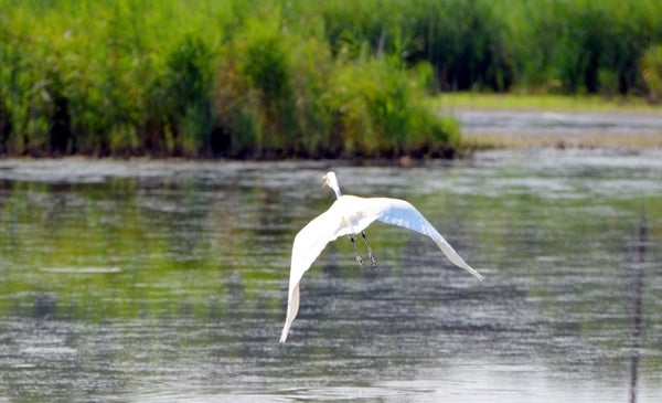 &ldquo;Repeal of the [Clean Water Rule] could have a particular negative effect on certain species because the small and inte