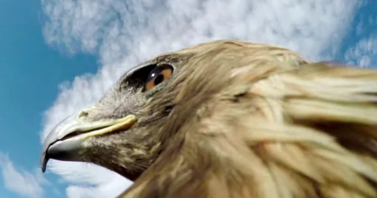Eagle arms. Полет орла фото. Полёт орла видео. Орел с камерой. Орел видео.