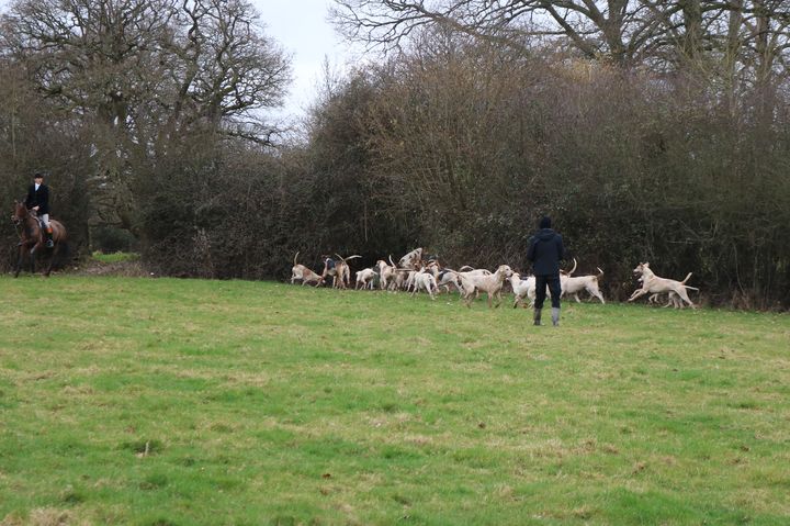 Sabs running towards the hounds as a huntsman appears on horseback.