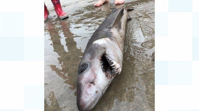 A crocodile shark was found washed up on a beach in Devon 