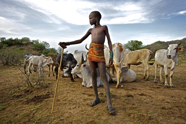 <p><em>In Turkana, a young boy looks after his tribe's cows.</em></p>