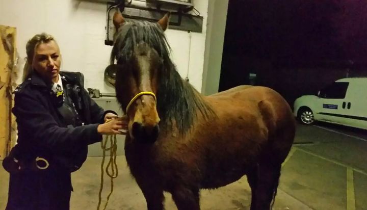 PC Emma Hooper used skills she 'learned in the stables' to control the horses