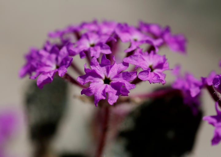 You only have a week or two to wait for an explosion of color in the desert.