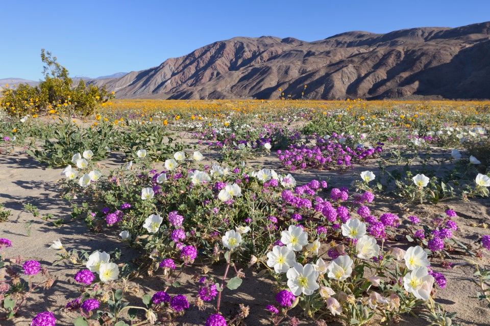 An Unusual 'Super Bloom' is Happening in the Anza-Borrego Desert State  Park. Here's Why – NBC 7 San Diego