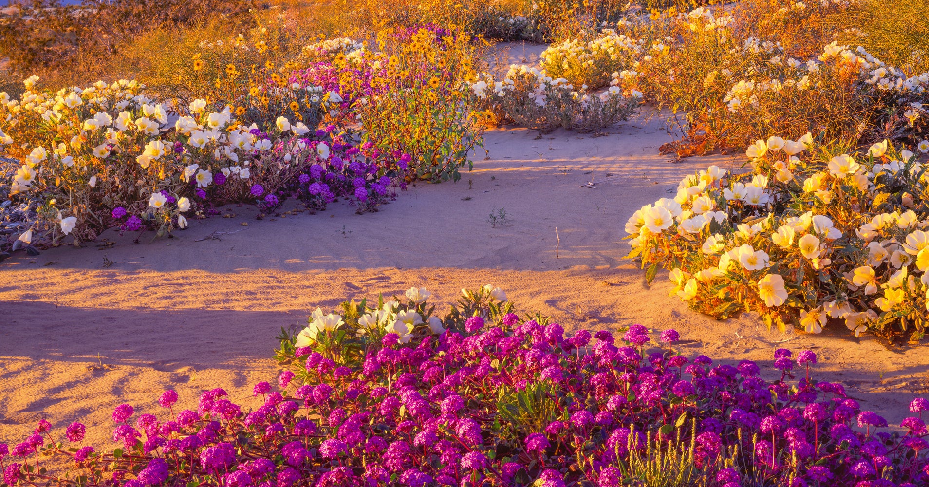 Spring In Desert Spectacular 'Super Bloom' Is Just Days Away In This California Desert ...