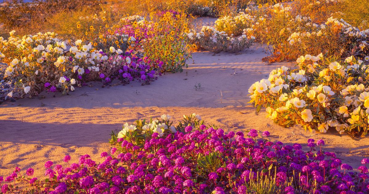 Super Bloom Watch: Will the Rare Desert Wildflower Burst Return in 2019? -  LAmag - Culture, Food, Fashion, News & Los Angeles