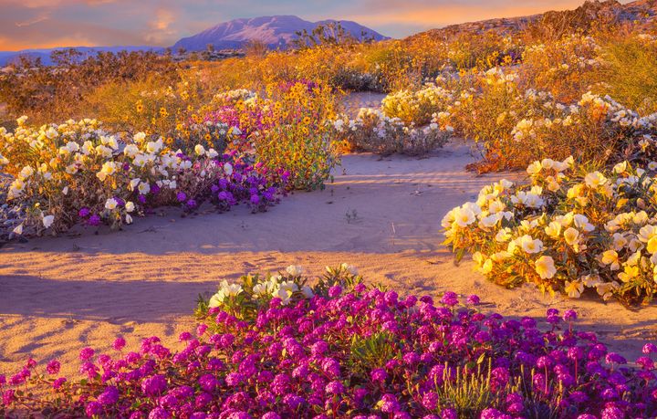 Wildflowers in Anza Borrego Desert State Park.
