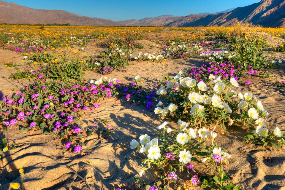 Spectacular 'Super Bloom' Is Just Days Away In This California Desert