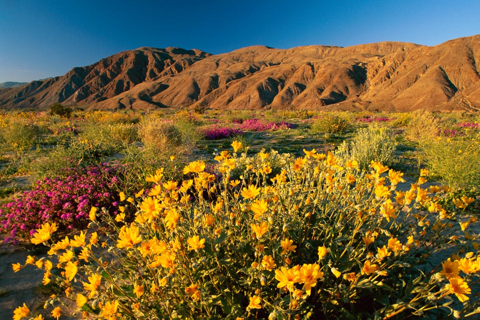 Spectacular 'Super Bloom' Is Just Days Away In This California Desert Spectacular 'Super Bloom' Is Just Days Away In This California Desert