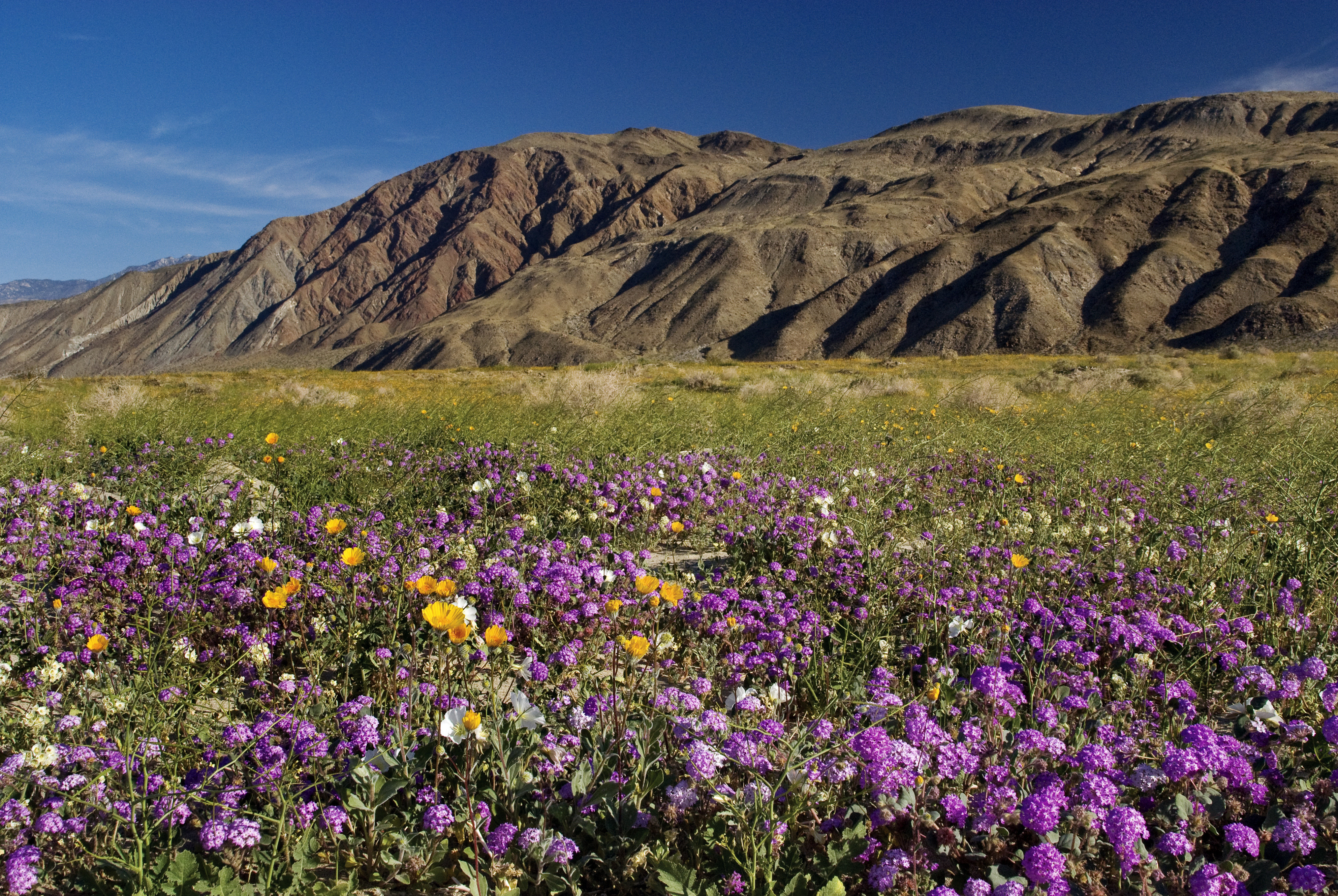 Spectacular Super Bloom Is Just Days Away In This California Desert   58bb119e1900003300bd6c45 