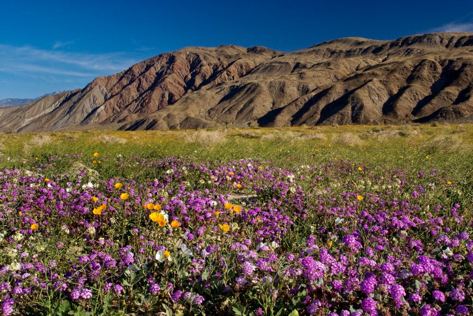 Spectacular 'Super Bloom' Is Just Days Away In This California Desert