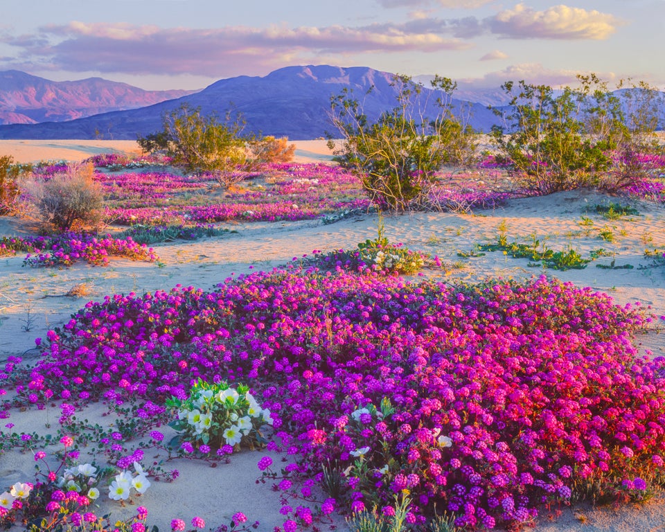 An Unusual 'Super Bloom' is Happening in the Anza-Borrego Desert