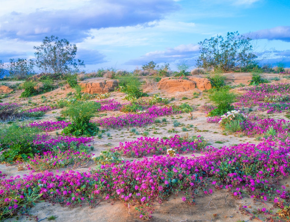 An Unusual 'Super Bloom' is Happening in the Anza-Borrego Desert State  Park. Here's Why – NBC 7 San Diego