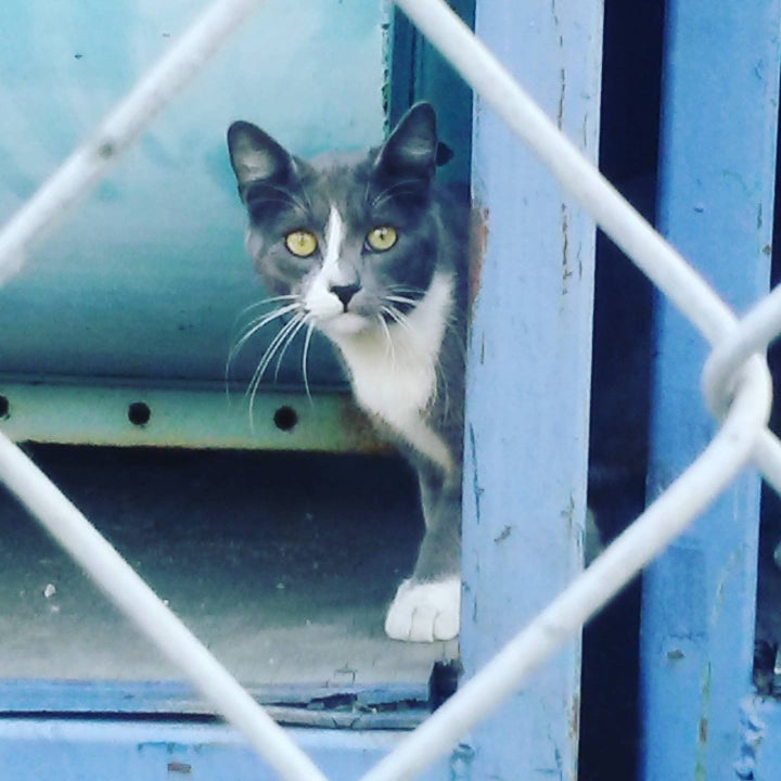 <p>Community (feral) cat in Los Angeles</p>