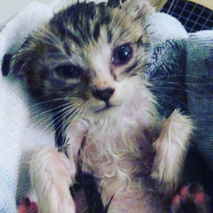 <p>Kitten rescued off the streets of Los Angeles by New Start for Feral Cats getting cleaned up. Does this kitten deserve to be shot ? </p>