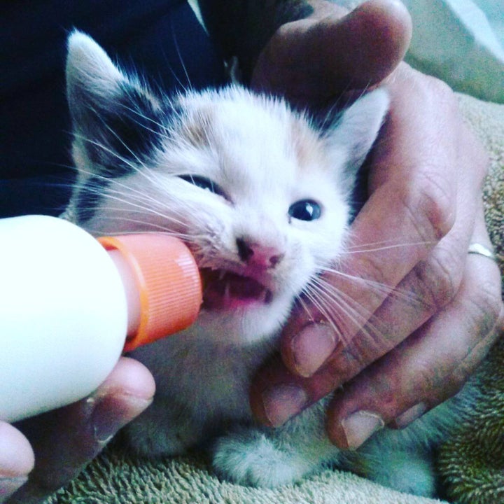 <p>Kitten rescued from streets of Los Angeles by New Start for Feral Cats being bottle fed. </p>