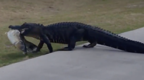 This gator is just walking around with his big catch at a Florida golf course.