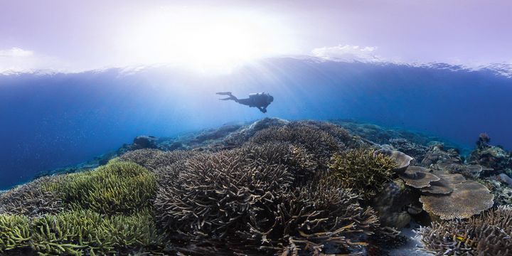 A diver swims over a healthy coral reef in Raja Ampat in the heart of The Coral Triangle, December 2016