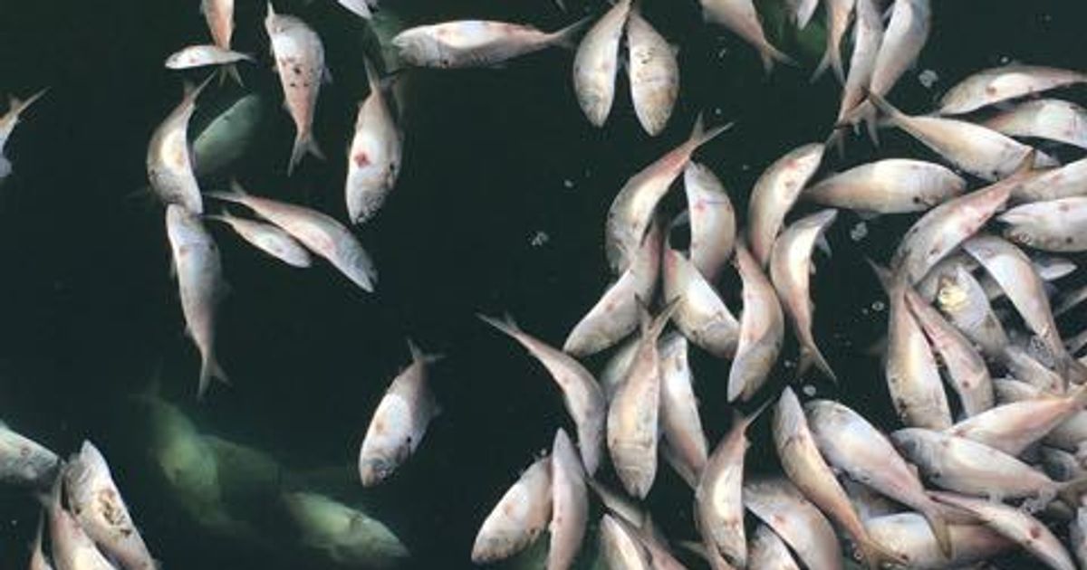 what-do-millions-of-dead-fish-mean-for-our-planet-huffpost-impact