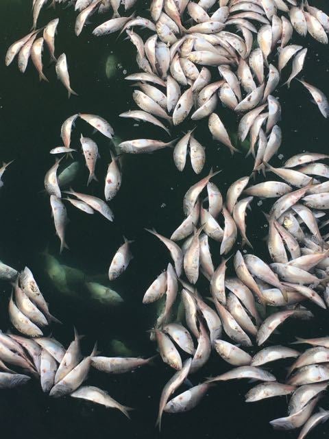 <p>Large-scale fishkill, Shinnecock, New York, November 2016</p>