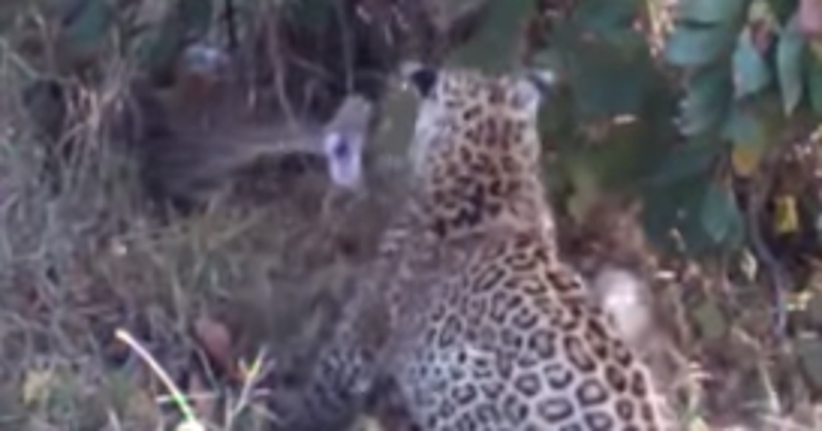Giant Python vs. Leopard Mom: Game On! | HuffPost Life