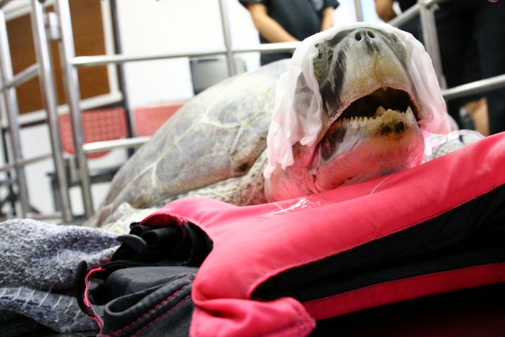 Omsin, which reportedly means "bank" in Thai, swallowed the coins after they were tossed into her pool.