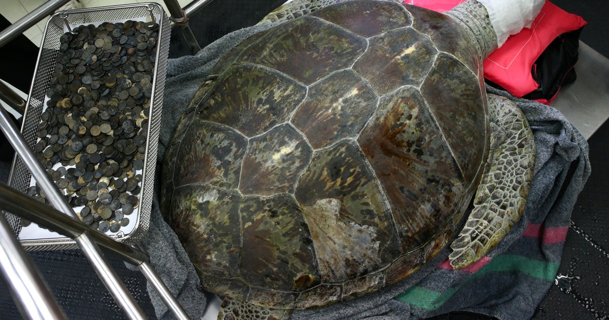 Sea Turtle Named 'Bank' On The Mend After Swallowing 915 Coins ...