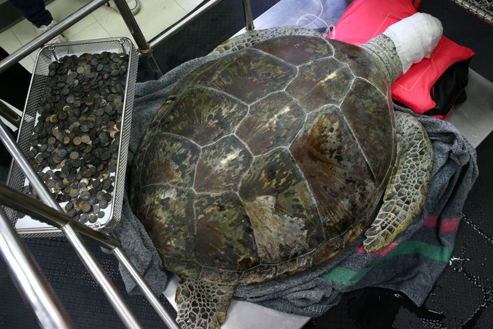 The 25-year-old green sea turtle is seen resting beside a tray that's filled with coins after her surgery on Monday.