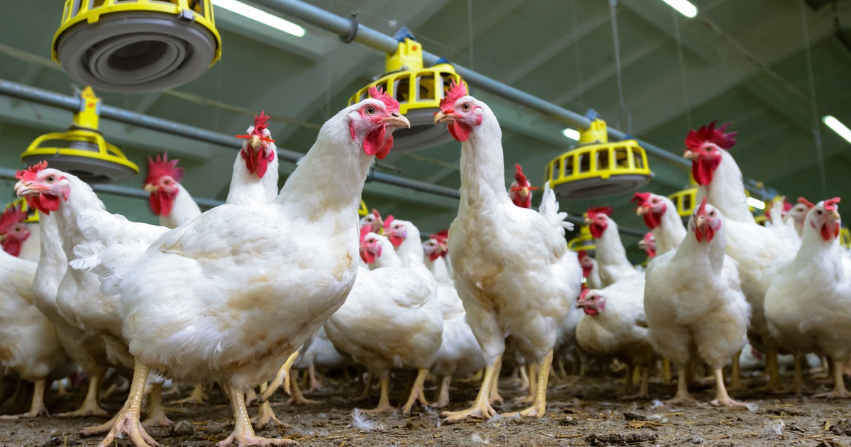 Bird Flu Found In Tyson Chicken Farm, Over 70,000 Birds To Be
