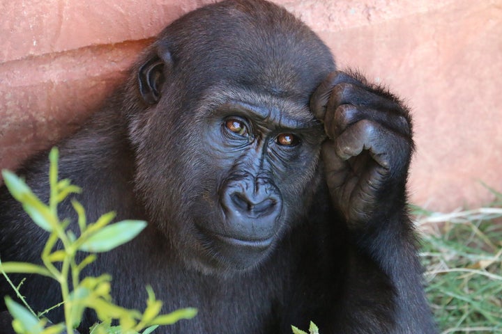 12 Things We Should All Do To Protect Endangered Species | HuffPost Impact 12 Things We Should All Do To Protect Endangered Species | HuffPost Impact