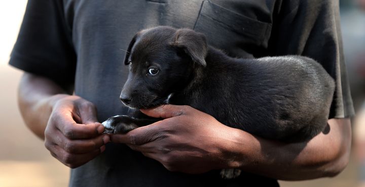 An owner holds a puppy as people wait to have their dogs administered rabies vaccines in Bunda, Tanzania, Oct. 8, 2012.