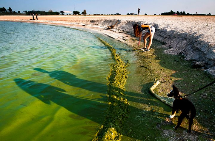 Lake Erie's 2014 harmful algae bloom, seen here at Maumee Bay State Park in Oregon, Ohio, left 400,000 people without drinking water. 