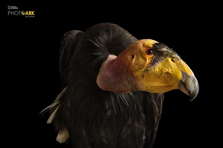 A California condor at the Phoenix Zoo. This bird was brought in after dislocating its right wing at the wrist after flying into the Navajo Bridge in Northern Arizona. Once down to just 18 individuals in the 1980’s, this species now numbers more than 300. 