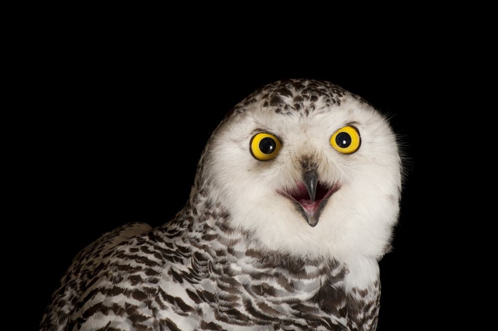 A snowy owl